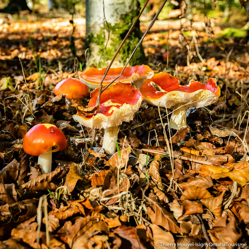 La cueillette des champignons en forêt de Cerisy - Isigny-Omaha La cueillette des champignons en forêt de Cerisy - Isigny-Omaha